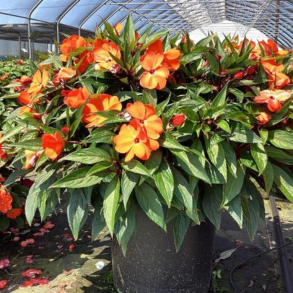 Impatiens_neu-guinea_magnifico_orange_2
