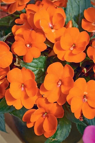 Impatiens_neu-guinea_magnifico_orange_3
