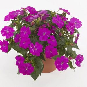 Impatiens neu-guinea magnifico purple