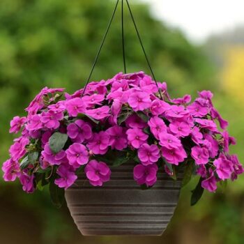 Impatiens_neu-guinea_magnifico_purple_1