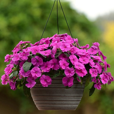 Impatiens_neu-guinea_magnifico_purple_1