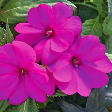 Impatiens_neu-guinea_magnifico_purple_2