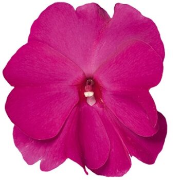 Impatiens_neu-guinea_magnifico_purple_3