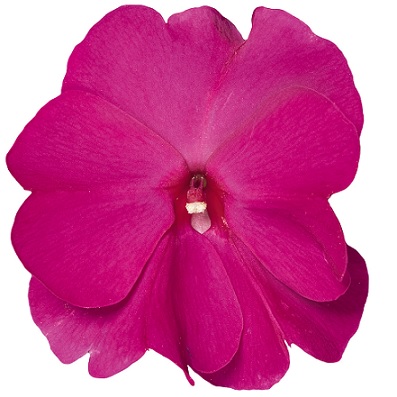 Impatiens_neu-guinea_magnifico_purple_3
