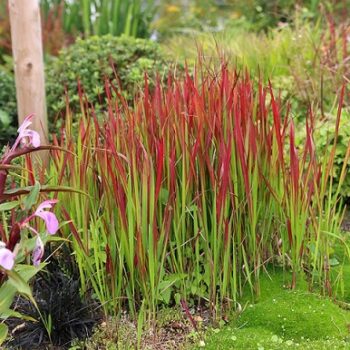Imperata_Cylindrica_Red_Baron_1
