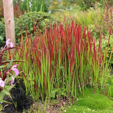 Imperata_Cylindrica_Red_Baron_1