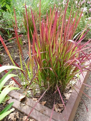 Imperata_Cylindrica_Red_Baron_2