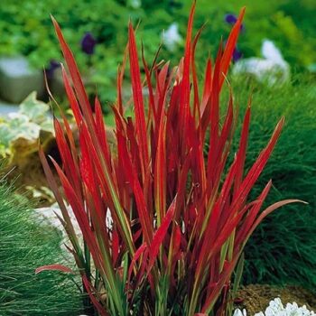 Imperata_Cylindrica_Red_Baron_3
