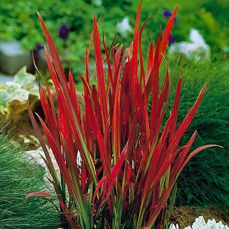 Imperata_Cylindrica_Red_Baron_3