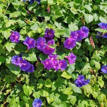 Ipomea_purpurea_grandpa_ott_1
