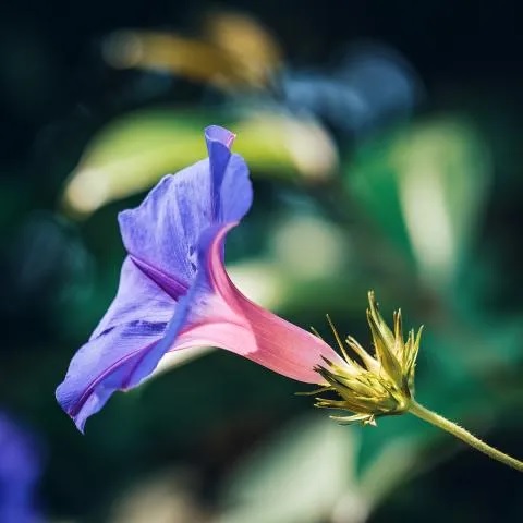 Ipomea_purpurea_grandpa_ott_2