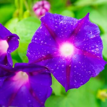 Ipomea_purpurea_grandpa_ott_3