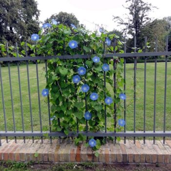 Ipomea_tricolor_himmelblau_1