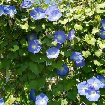 Ipomea_tricolor_himmelblau_2