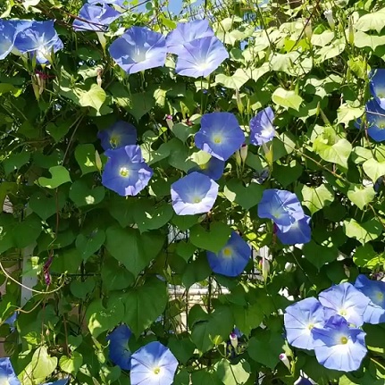 Ipomea_tricolor_himmelblau_2