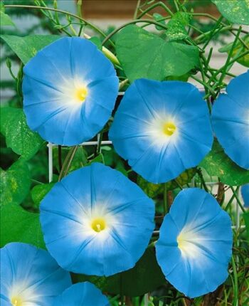 Ipomea_tricolor_himmelblau_3