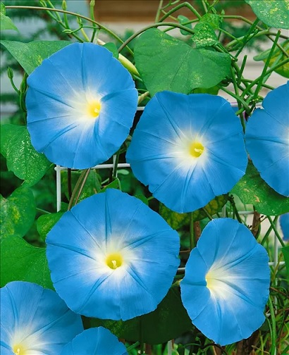 Ipomea_tricolor_himmelblau_3