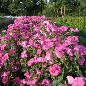 Lavatere trimestris regis ruby
