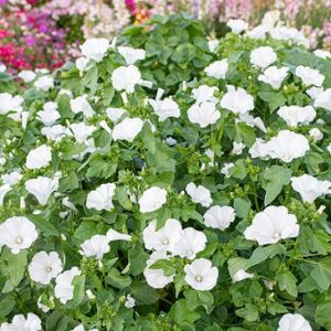 Lavatere trimestris regis white