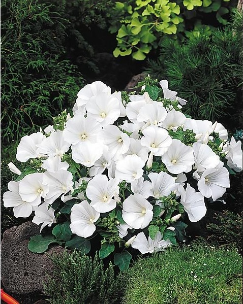 Lavatere_trimestris_regis_white_1
