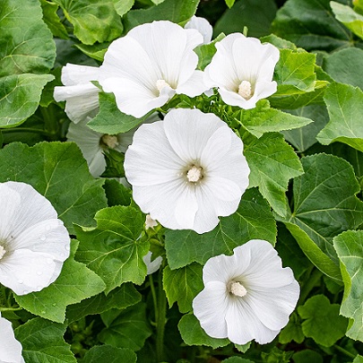 Lavatere_trimestris_regis_white_2