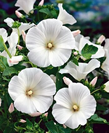 Lavatere_trimestris_regis_white_3