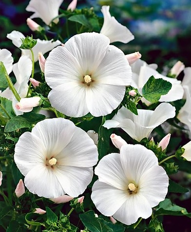 Lavatere_trimestris_regis_white_3