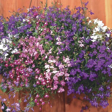 Lobelia_erinus_regatta_mix_1