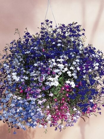 Lobelia_erinus_regatta_mix_2