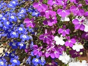 Lobelia_erinus_regatta_mix_3