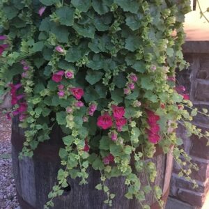 Lophospermum compact pink