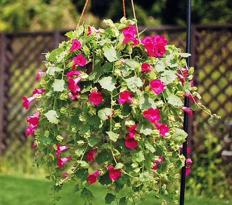Lophospermum_compact_pink_1