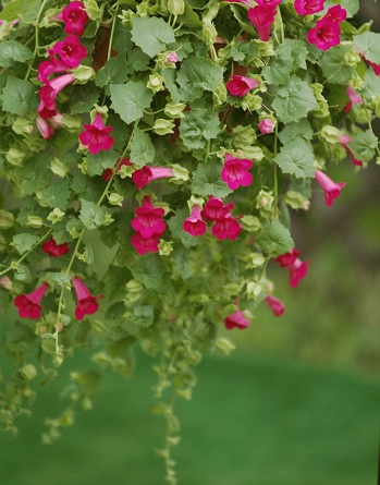 Lophospermum_compact_pink_2