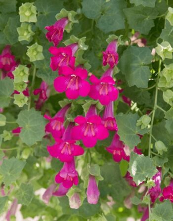 Lophospermum_compact_pink_3