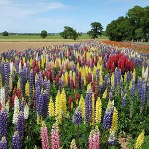 Lupinus polyphyllus mix