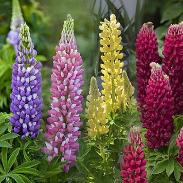Lupinus_polyphyllus_mix_1