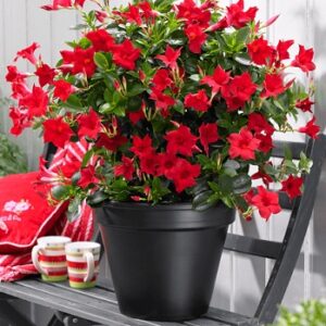 Mandevilla classic red