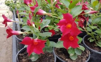 Mandevilla_classic_red_1