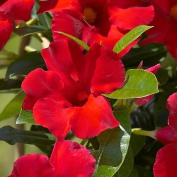 Mandevilla_classic_red_2