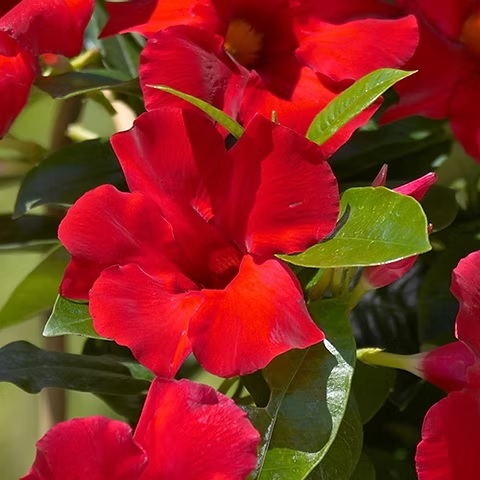 Mandevilla_classic_red_2