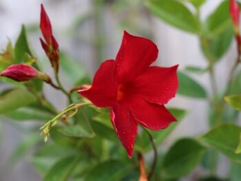 Mandevilla_classic_red_3