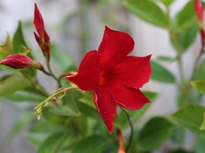 Mandevilla_classic_red_3