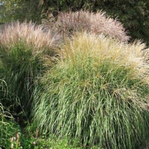 Miscanthus Sinensis Variegatus