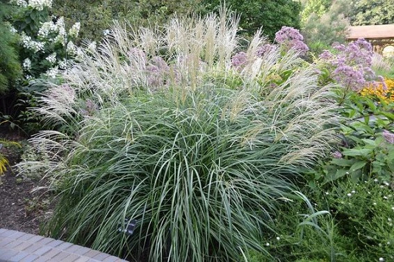 Miscanthus_Sinensis_Variegatus_1