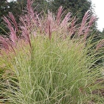 Miscanthus_Sinensis_Variegatus_2