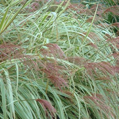 Miscanthus_Sinensis_Variegatus_3