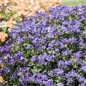 Nemesia x fruticans - Mareto® Blue