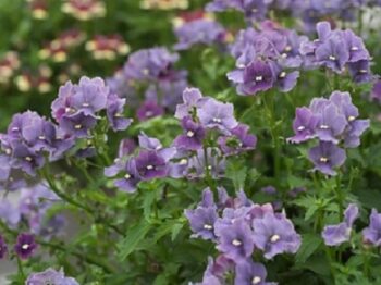 Nemesia_fruticans_Mareto_Blue_1