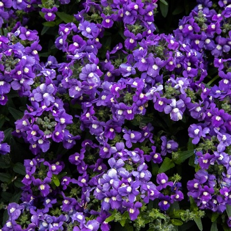 Nemesia_fruticans_Mareto_Blue_2