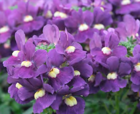 Nemesia_fruticans_Mareto_Blue_3